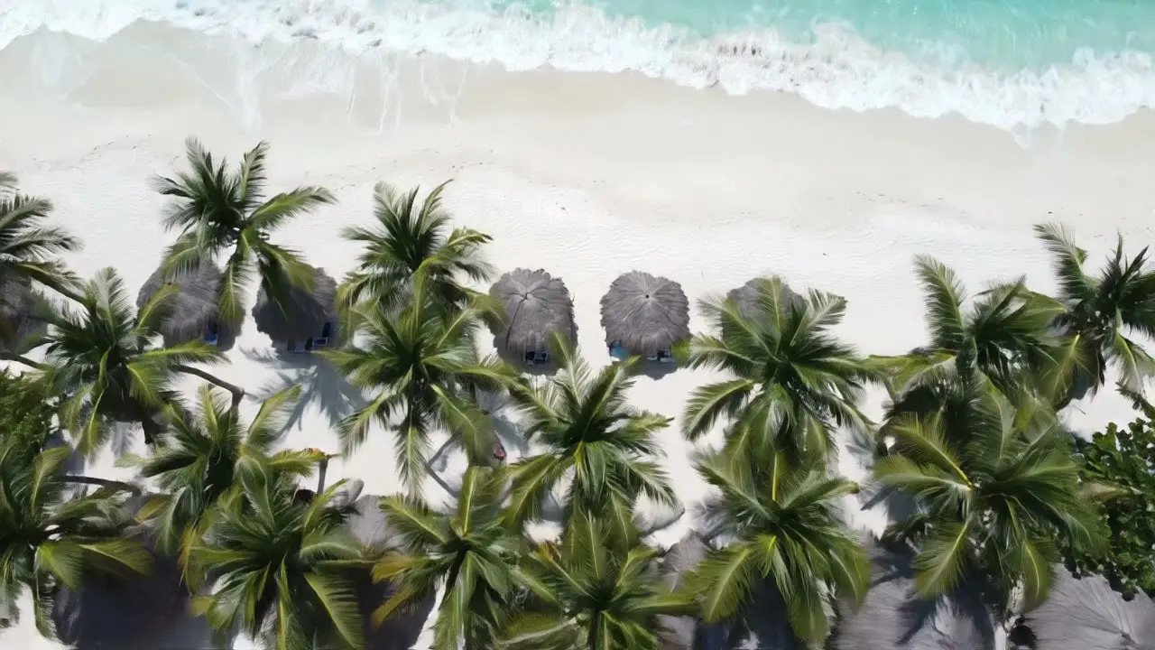 Top-down view of palm trees and thatched umbrellas on a white beach meeting turquoise surf